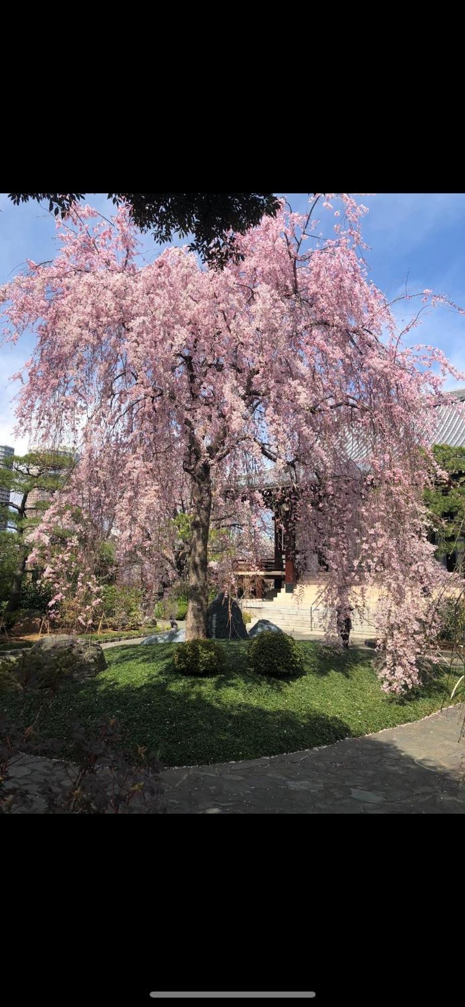 新宿庭院の屋-Shinjuku Garden Home -28 Square Meters King Size Bed Garden Room Tokyo Bagian luar foto