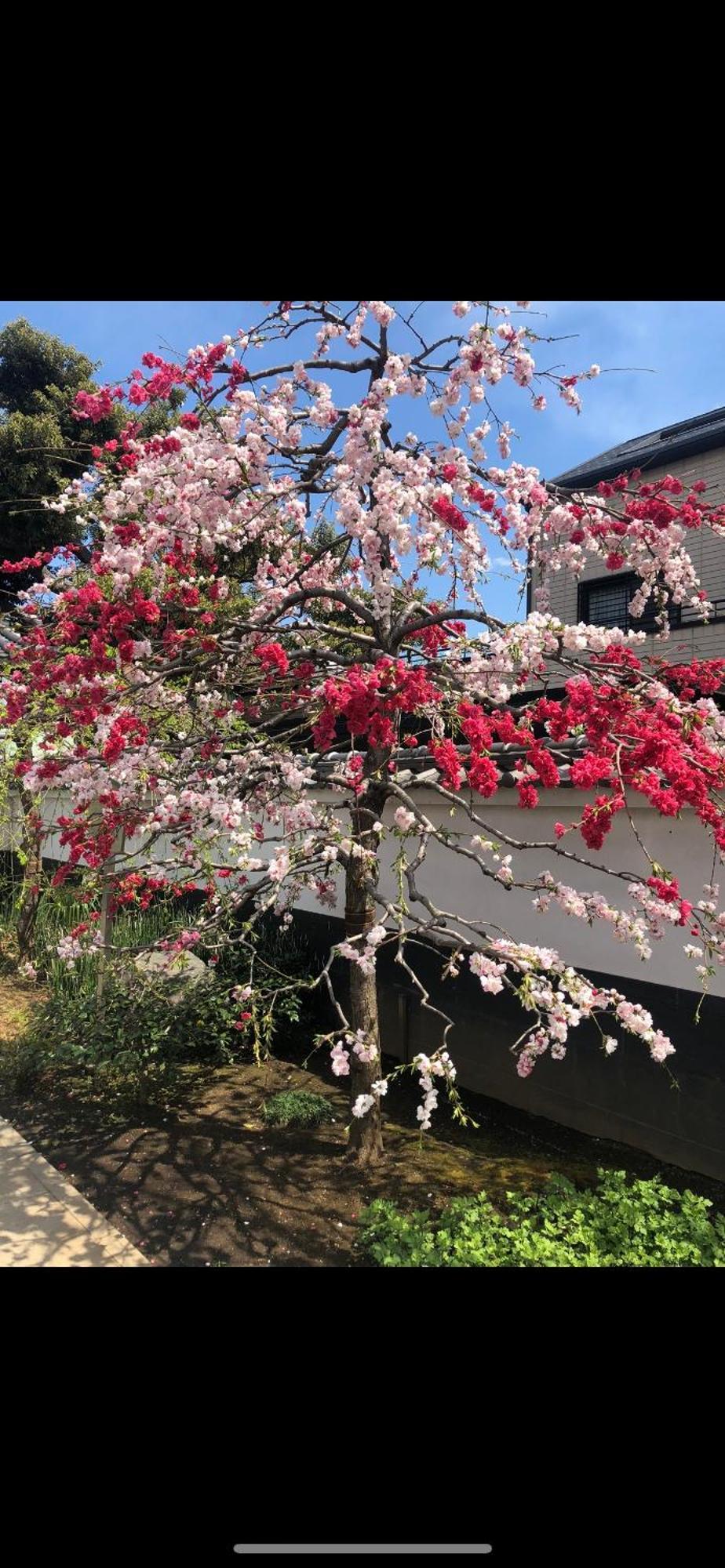 新宿庭院の屋-Shinjuku Garden Home -28 Square Meters King Size Bed Garden Room Tokyo Bagian luar foto