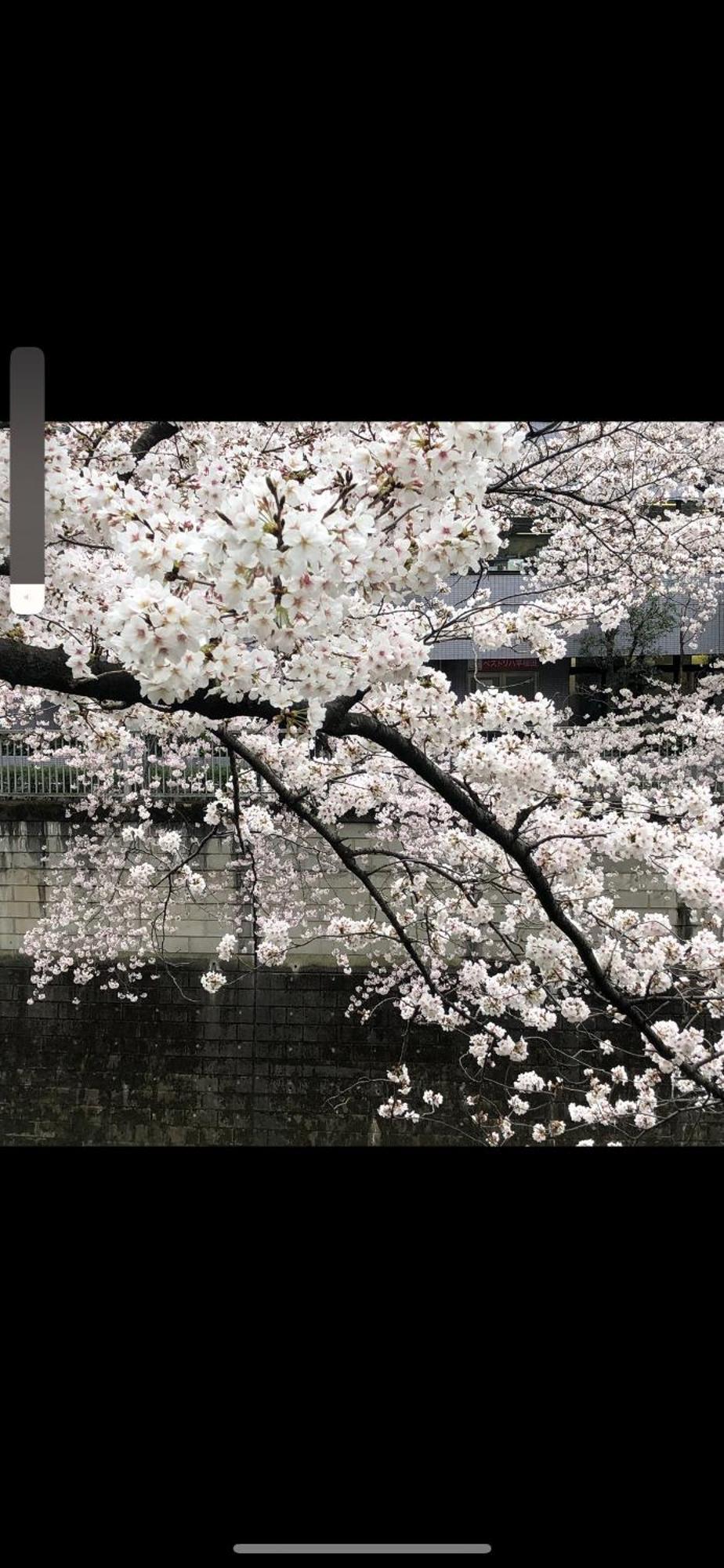 新宿庭院の屋-Shinjuku Garden Home -28 Square Meters King Size Bed Garden Room Tokyo Bagian luar foto